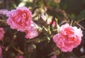 Pink Grootendorst